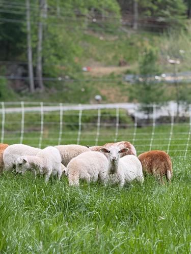 Frontline to Farm and BRWIA team up for hurricane assistance to local farmers