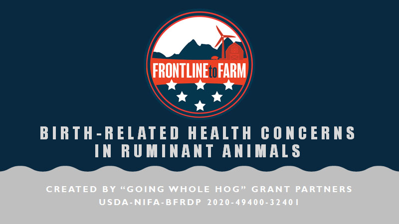 Birth-Related Health Concerns in Ruminant Animals